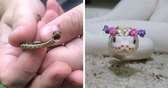 10 Cute Snake Pics That Might Help You to Defeat Your Fear