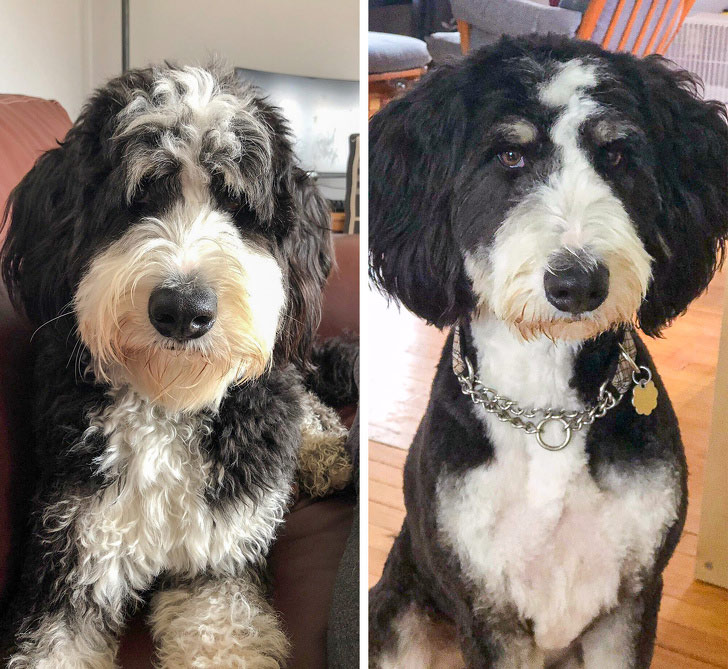 Every time my Luna comes back from hair
