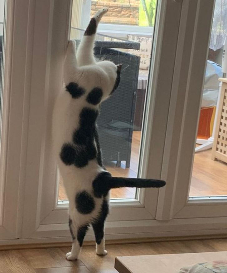 cat has a straight tail