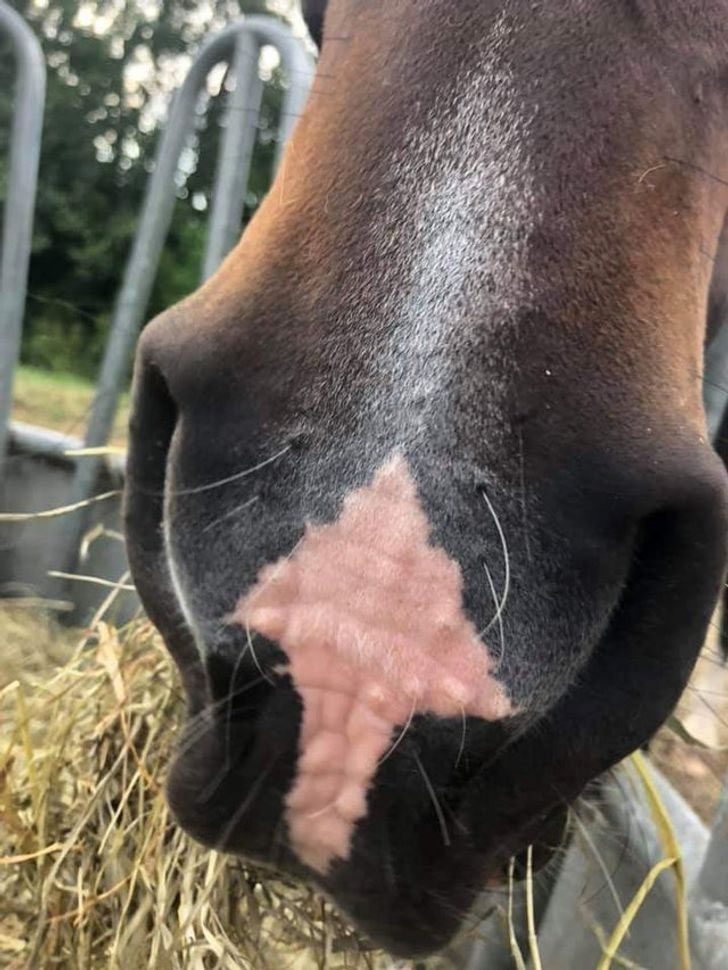 horse with an arrow